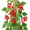 Haricot d'Espagne
