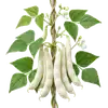 Haricot Tarbais