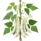 Haricot Tarbais