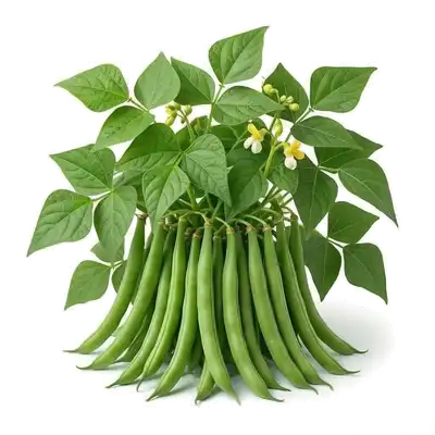 Haricot Vert Nain