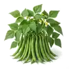 Haricot Vert Nain