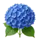 Hortensia