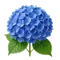 Hortensia
