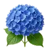 Hortensia