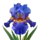 Iris des Jardins