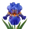 Iris des Jardins