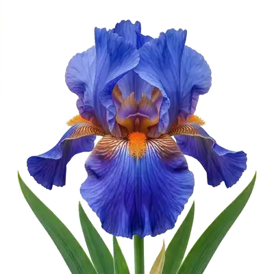 Iris des Jardins