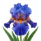 Iris des Jardins