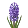 Jacinthe