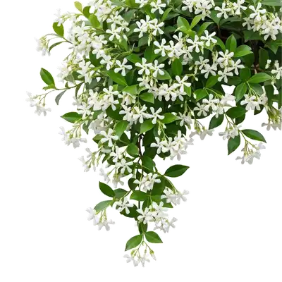 Vigoureuse cascade de jasmin étoilé grimpant couvrant généreusement un treillage estival de sa multitude de délicates petites fleurs blanches tubulaires disposées en hélice