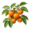 Kaki (Plaqueminier)