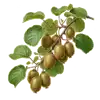 Kiwi (Actinidia)