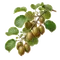 Kiwi (Actinidia)