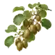 Kiwi (Actinidia)