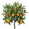 Kumquat