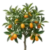 Kumquat