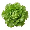Laitue Feuille de Chêne