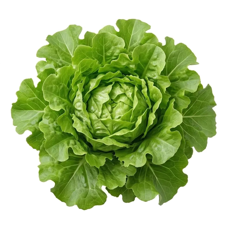 Illustration : Laitue Feuille de Chêne
