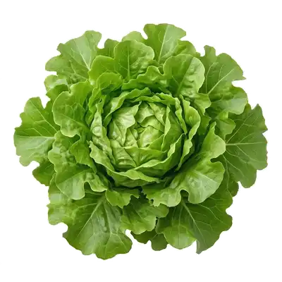 Laitue Feuille de Chêne