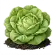 Laitue Pommée
