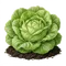 Laitue Pommée