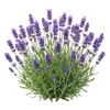 Lavande Officinale