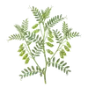 Lentille Verte