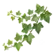 Lierre Grimpeur