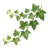 Lierre Grimpeur
