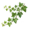 Lierre Grimpeur