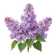 Lilas Commun