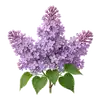 Lilas Commun