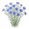 Lin Bleu