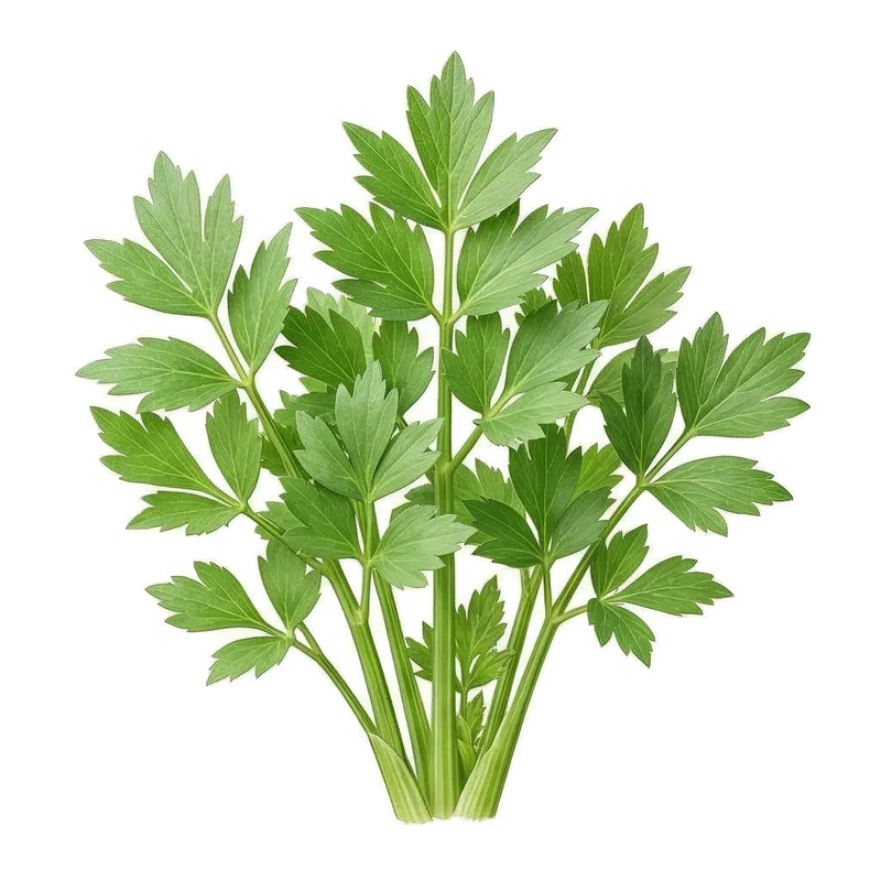 Illustration : Livèche