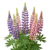 Lupin
