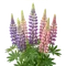 Lupin