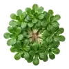 Mâche
