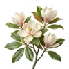 Magnolia