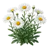 Marguerite