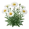Marguerite
