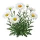 Marguerite