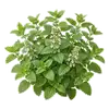 Mélisse