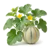 Melon Charentais