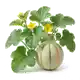 Melon Charentais