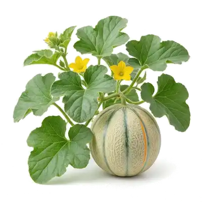 Melon Charentais