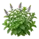 Menthe Poivrée