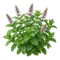 Menthe Poivrée