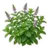 Menthe Poivrée