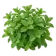 Menthe Verte