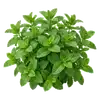 Menthe Verte